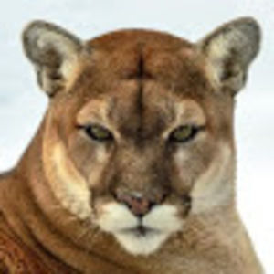 Meet your Posher, Felipe